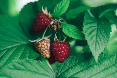 Bir çiftlikte, ahududu çalı üzerinde ahududu yakın.