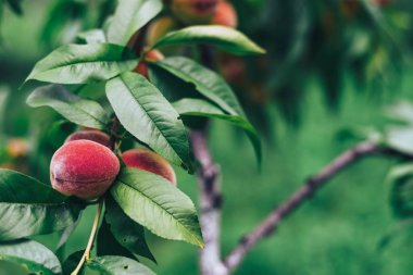 Çiftlikteki ağaçta güzel şeftali. Yakın çekim.