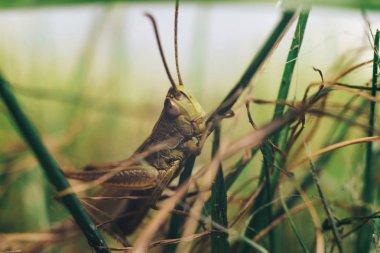 Grasshopper çim yakın yukarı atlama. Yeşil bir çekirge. Makro görünümü.