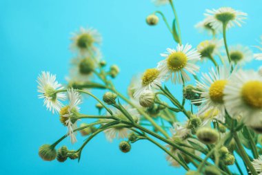 Mavi arka planda vazo güzel papatya kapatın. Makro görünümü. 