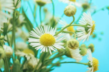 Mavi arka planda vazo güzel papatya kapatın. Makro görünümü. 