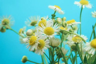 Mavi arka planda vazo güzel papatya kapatın. Makro görünümü. 