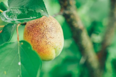 Bir ağaçta, bir çiftlikte kayısı yakın. Makro görünümü