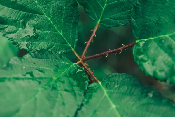 Cerrar Espina Con Hoja Sobre Fondo Verde Vista Macro — Foto de Stock