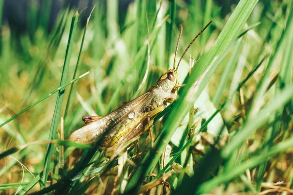 Grasshopper Skipjack Grass Close Green Grasshopper Macro View — Stock Photo, Image