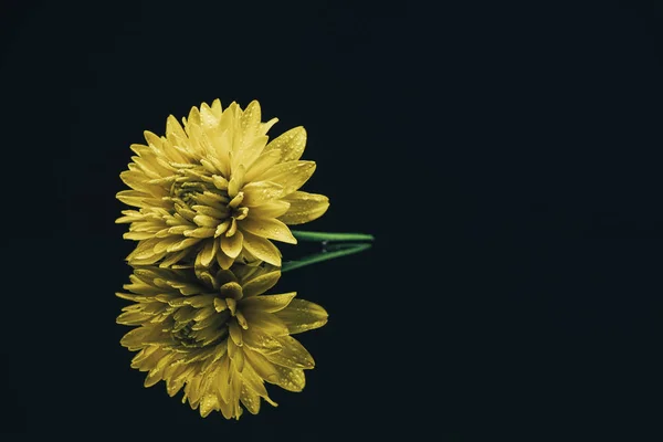 Hermosa Flor Amarilla Sobre Fondo Mesa Vidrio Negro — Foto de Stock