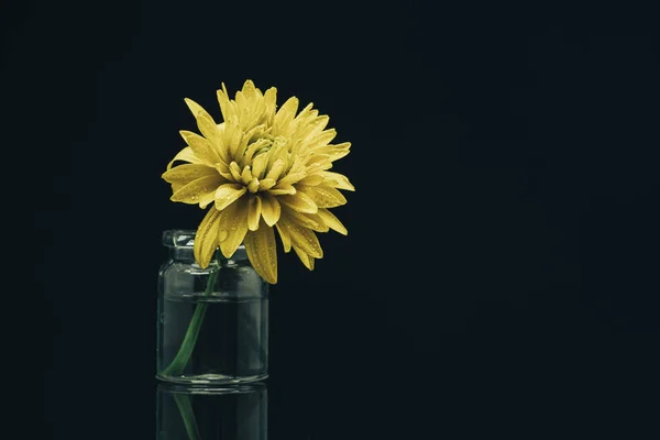 Hermosa Flor Amarilla Jarrón Sobre Fondo Mesa Vidrio Negro — Foto de Stock