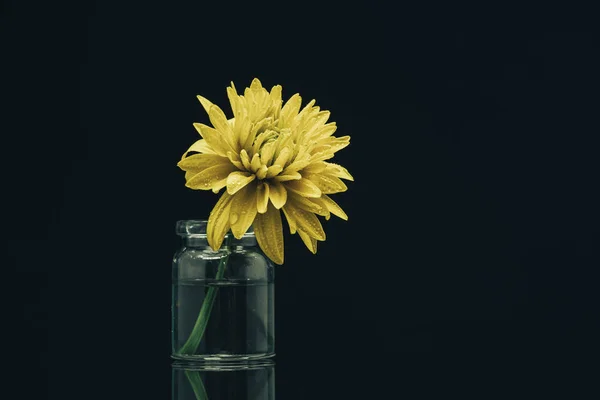Красива Жовта Квітка Вазі Фоні Чорного Скляного Столу — стокове фото
