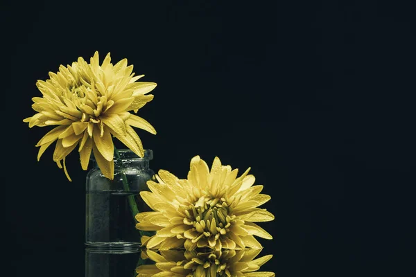 Hermosa Flor Amarilla Jarrón Sobre Fondo Mesa Vidrio Negro — Foto de Stock