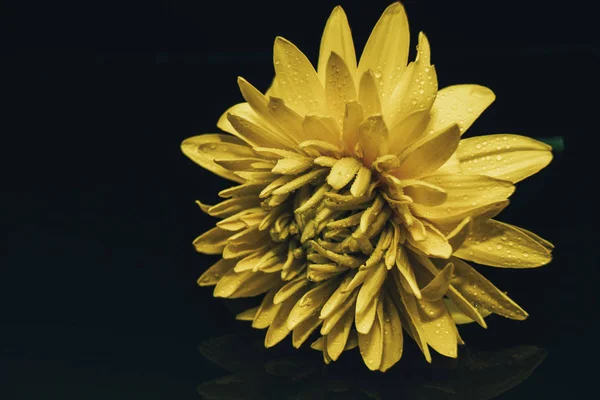 Крупним Планом Красива Жовта Квітка Фоні Чорного Скляного Столу — стокове фото