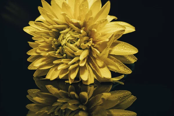 クローズアップビュー 黒いガラスのテーブルの背景に美しい黄色の花 — ストック写真