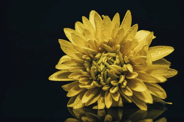 Крупним Планом Красива Жовта Квітка Фоні Чорного Скляного Столу — стокове фото