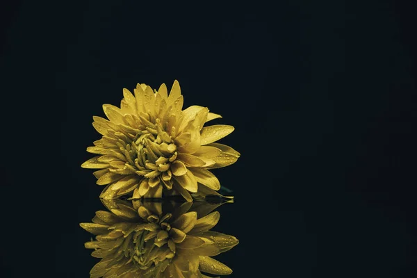 Hermosa Flor Amarilla Sobre Fondo Mesa Vidrio Negro — Foto de Stock