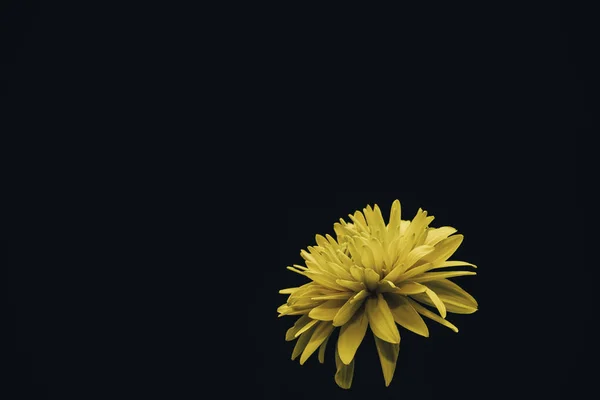 黒い背景に美しい黄色の花 — ストック写真