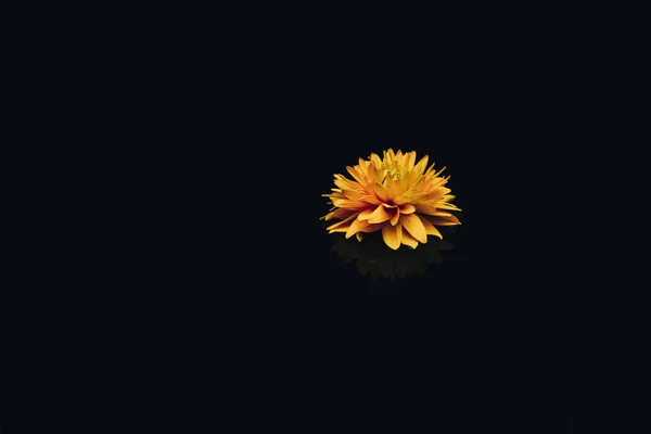 黒いガラスのテーブルの背景に美しい黄色の花 — ストック写真