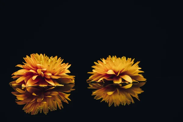 黒いガラスのテーブルの背景に美しい2つの黄色の花 — ストック写真