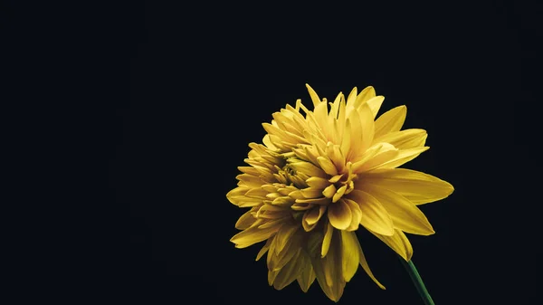 黒い背景に美しい黄色の花 — ストック写真