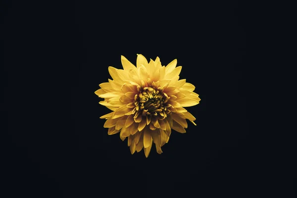 Beautiful yellow flower on a black  background.