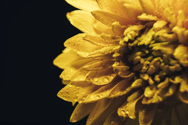 Cerrar Hermosa Flor Amarilla Sobre Fondo Negro Vista Macro — Foto de Stock