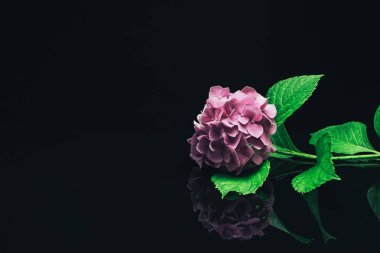 Cam siyah arka plan üzerinde güzel mor ortanca çiçek. 