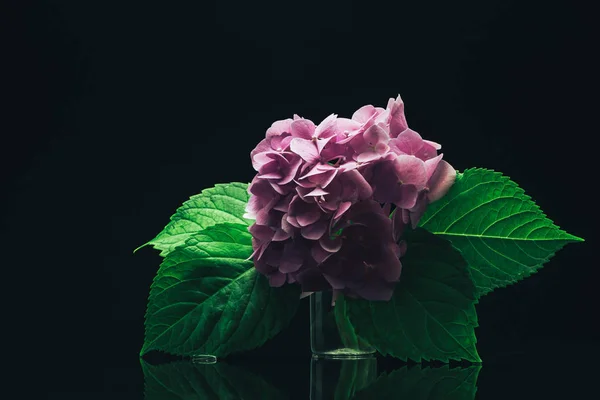 Красива Фіолетова Квітка Гортензії Вазі Скляному Чорному Тлі — стокове фото