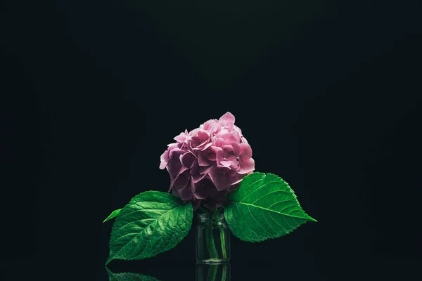 ガラスの黒い背景に花瓶の美しい紫色のアジサイの花 — ストック写真