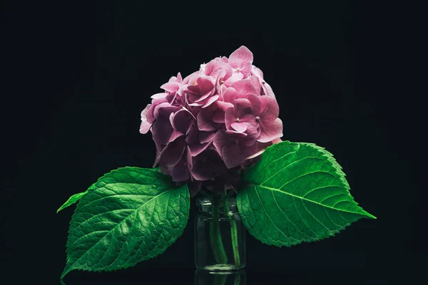 Beautiful purple  hydrangea flower in vase on a glass black background.