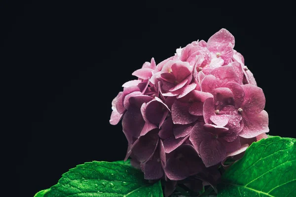 close up Beautiful purple  hydrangea flower on a glass black background.