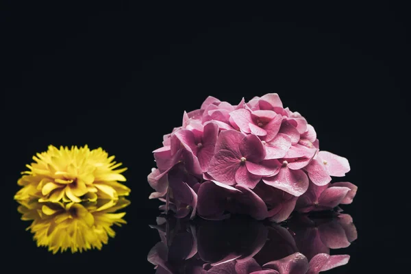 Hermosa Hortensia Púrpura Flor Amarilla Sobre Fondo Negro Vidrio —  Fotos de Stock