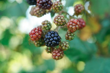 Böğürtlenleri böğürtlen çalılığında, bir çiftlikte