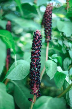 Amerikan pokeweed (Phytolacca americana) tomurcuklanan perio sırasında