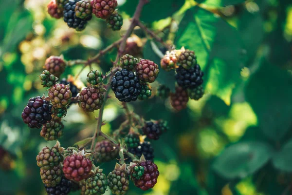 Close up of blackberries on a blackberry bush, on a farm