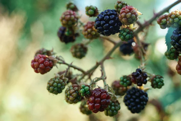 Böğürtlenleri böğürtlen çalılığında, bir çiftlikte