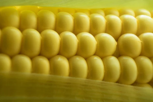 Close Beautiful Corn Maze Background Macro View — Stock Photo, Image