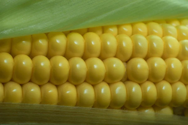 Close Beautiful Corn Maze Background Macro View — Stock Photo, Image