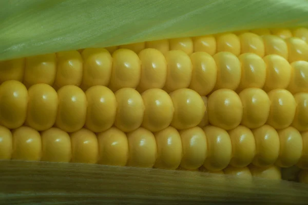 Close Beautiful Corn Maze Background Macro View — Stock Photo, Image
