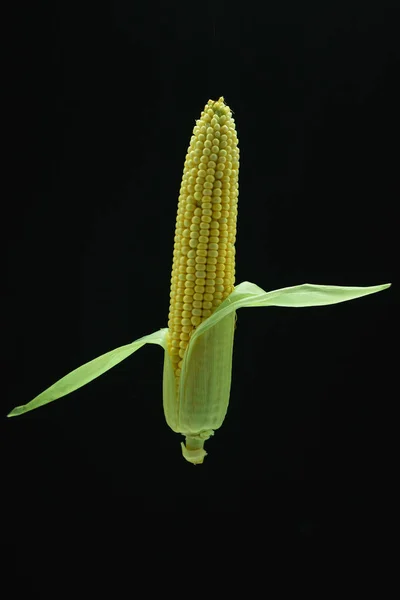 美丽的新鲜玉米绿叶在黑色的背景 — 图库照片
