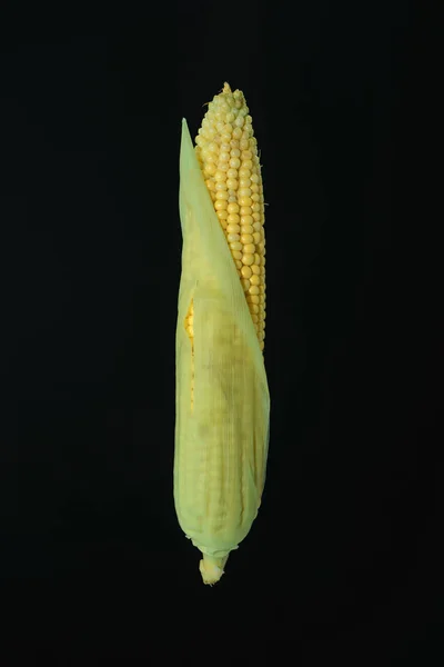 Piękna Słodka Kukurydza Zielonego Liścia Czarnym Tle — Zdjęcie stockowe