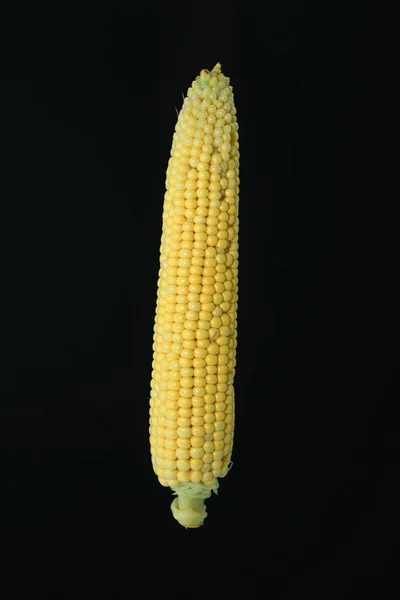 Piękny Świeży Labirynt Kukurydzy Czarnym Tle — Zdjęcie stockowe