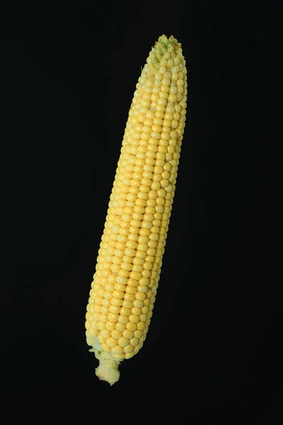 Beautiful Fresh Corn Maze Black Background — Stock Photo, Image