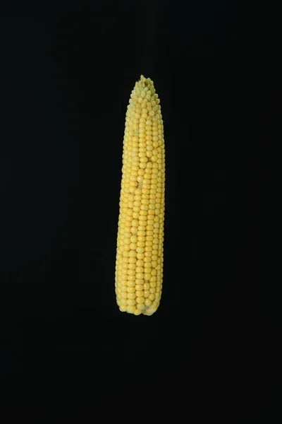 Beautiful Fresh Corn Maze Black Background — Stock Photo, Image