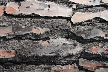 Güzel eski çam kabuğu arka plan doku.