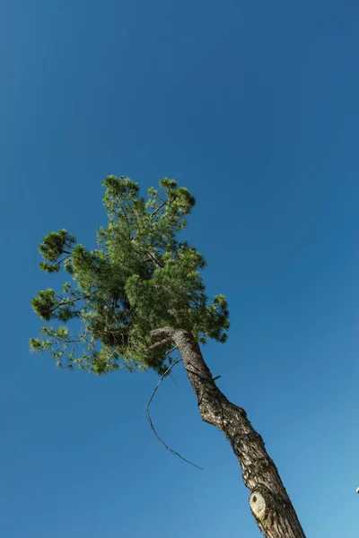 Sozinha Árvore Belo Fundo Azul Céu — Fotografia de Stock