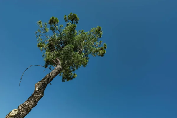 Sozinha Árvore Belo Fundo Azul Céu — Fotografia de Stock