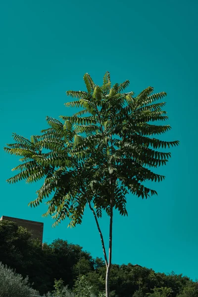 Árbol Solitario Sobre Hermoso Fondo Azul Del Cielo — Foto de Stock