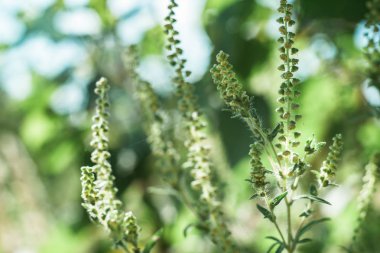 Bahçedeki yosunları kapat. Makro görünüm.