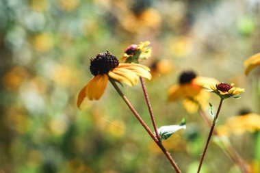 Siyah Gözlü Susanlar arka planda. Yakın çekim.