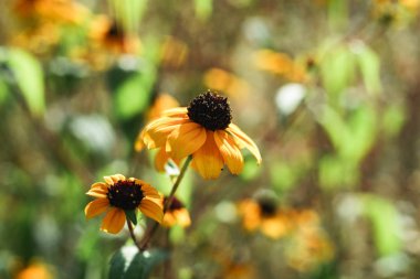 Siyah Gözlü Susanlar arka planda. Yakın çekim.