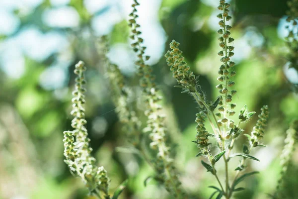 Feche Ragweed Jardim Vista Macro — Fotografia de Stock