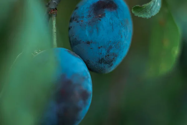 Primer Plano Ciruela Árbol Ciruelas Una Granja —  Fotos de Stock